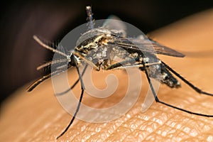 Macro of mosquito (Aedes aegypti) sucking blood