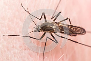 Macro of mosquito (Aedes aegypti) sucking blood