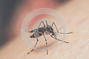 Macro of mosquito Aedes aegypti sucking blood