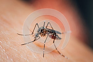 Macro of mosquito Aedes aegypti sucking blood