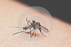 Macro of mosquito Aedes aegypti sucking blood