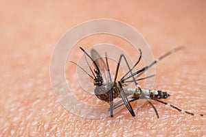 Macro of mosquito Aedes aegypti sucking blood