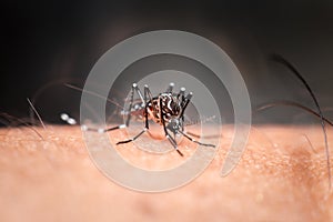 Macro of mosquito Aedes aegypti sucking blood