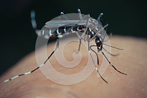 Macro of mosquito (Aedes aegypti) sucking blood