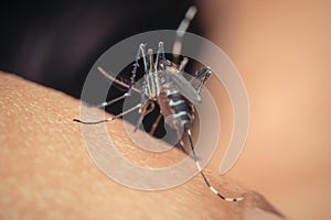 Macro of mosquito (Aedes aegypti) sucking blood