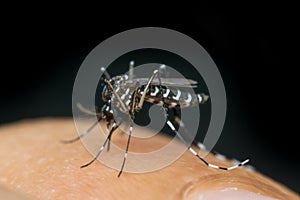 Macro of mosquito (Aedes aegypti) sucking blood