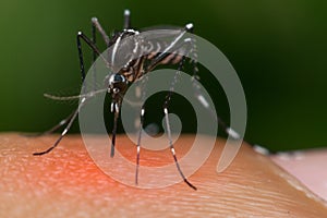 Macro of mosquito (Aedes aegypti) sucking blood