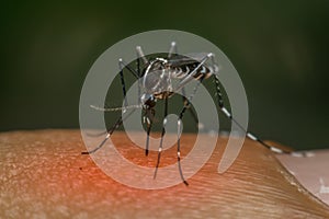 Macro of mosquito (Aedes aegypti) sucking blood