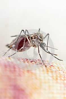 Macro of mosquito (Aedes aegypti) sucking blood