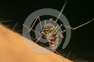 Macro of mosquito (Aedes aegypti) sucking blood