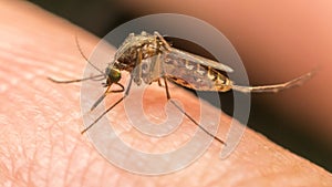 Macro of mosquito (Aedes aegypti) sucking blood