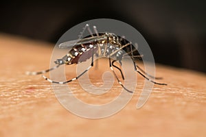 Macro of mosquito (Aedes aegypti) sucking blood