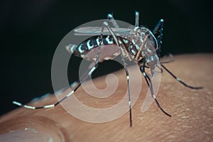 Macro of mosquito (Aedes aegypti) sucking blood