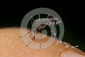 Macro of mosquito (Aedes aegypti) sucking blood photo