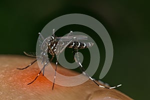 Macro of mosquito (Aedes aegypti) sucking blood