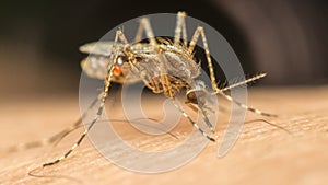 Macro of mosquito (Aedes aegypti) sucking blood