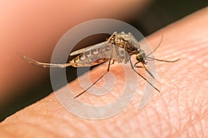 Macro of mosquito (Aedes aegypti) sucking blood