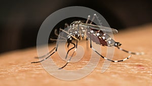 Macro of mosquito (Aedes aegypti) sucking blood