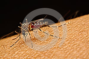 Macro of mosquito Aedes aegypti sucking blood close up on the