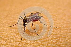 Macro of mosquito Aedes aegypti sucking blood close up on the