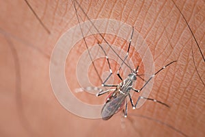 Macro of mosquito Aedes aegypti sucking blood