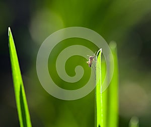 Macro of mosquito on grass blade