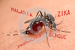 Macro of mosquito sucking blood