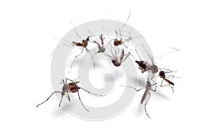 Macro of mosquito sucking blood isolated on white background,Mosquito dangerous is carrier of malaria, encephalitis dengue and