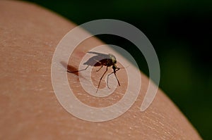 Macro mosquito