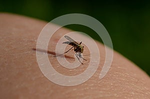 Macro mosquito