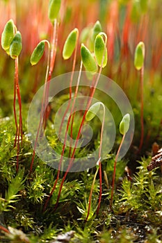 Macro of moss