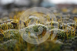 Macro moss