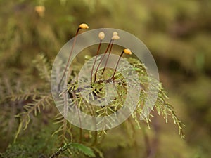 Macro of moss