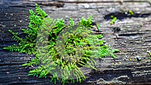 Macro moss