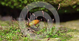 Macro Moss / brown spore capsules - image