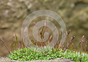 Macro Moss / brown spore capsules - image