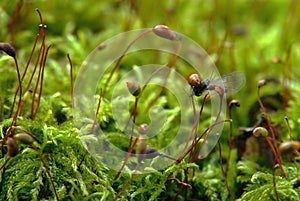 Macro of moss and fly