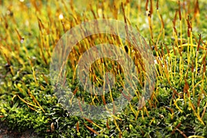 Macro of  moss with green spore capsules on red stalks