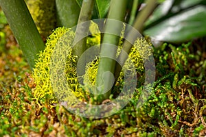 Macro moss plant terra garden
