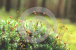 Macro of moss and plants