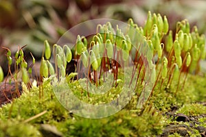 Macro of moss with spore heads