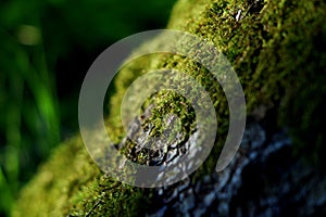 Macro moss on the tree