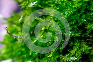 Macro moss on the tree