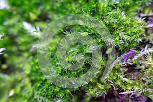 Macro moss on the tree