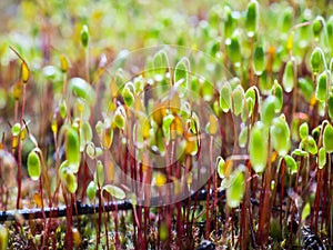 Macro of mossy forest floor - pohlia or bryum moss green spore capsules on red stalks. Pohlia nutans in gold light