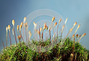 Macro of mossy hummock