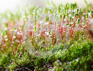 Macro of mossy slope