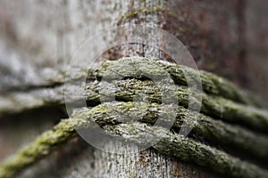 Macro of Mossy Twine on a Fence Post