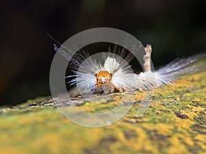 Macro of a moth larva,Olene dudgeoni