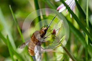 Macro of a moth sitting on a flower